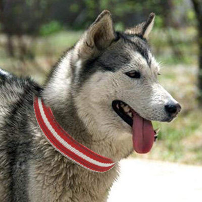 waterproof dog collar 4