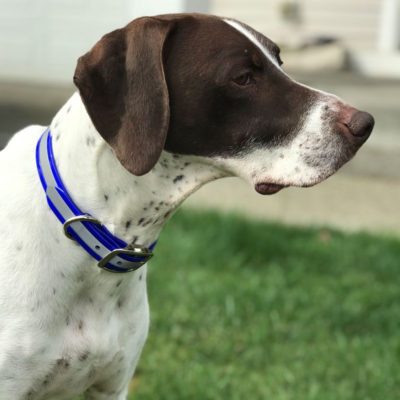 customer photo henry singh s dog with his reflective collar 455