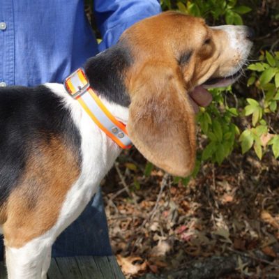 reflective center ring collar on a beagle 1251
