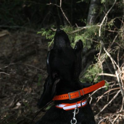 reflective center ring collar on a hound 733